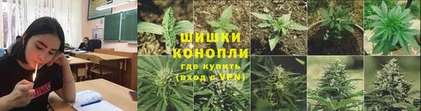 сатива Магадан