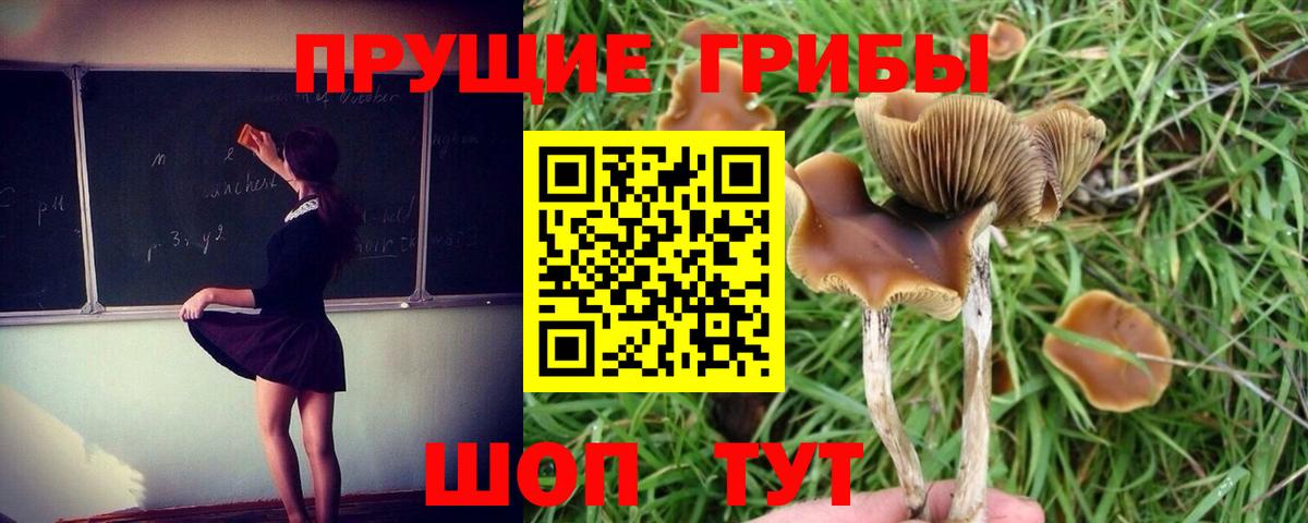 Псилоцибиновые грибы мицелий Лосино-Петровский